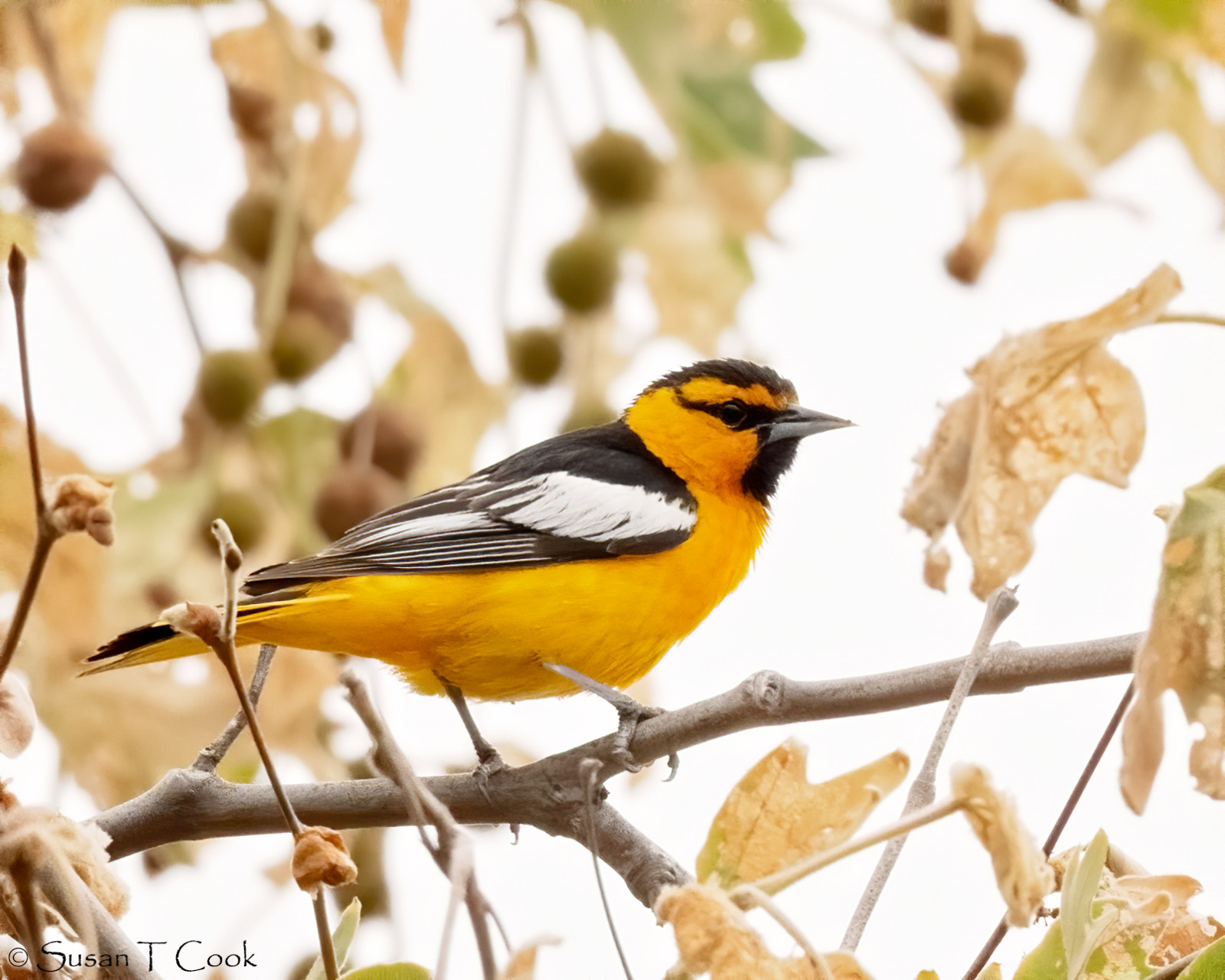 image Bullock's Oriole